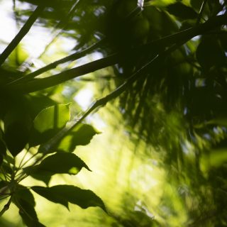 Leaves with sunshine coming through